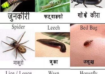 Cricket Hindi Meaning